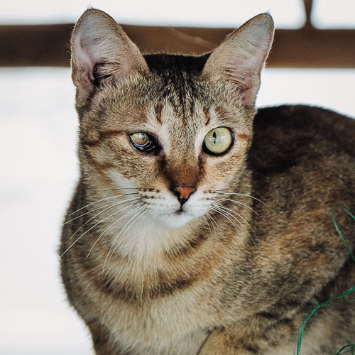 Rescue cat Princess Flower Popcorn