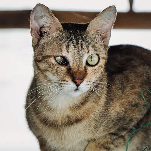 Rescued cat Princess Flower Popcorn