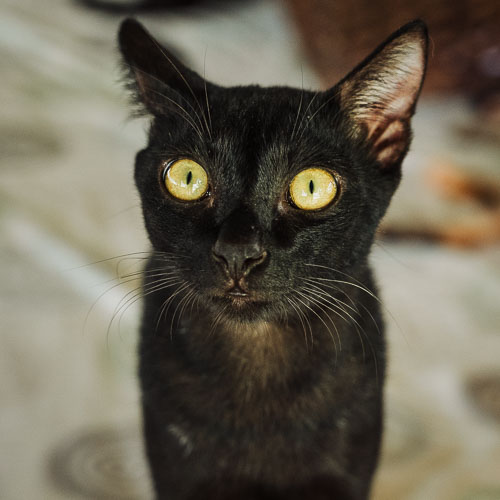 Rescue cat Malakai