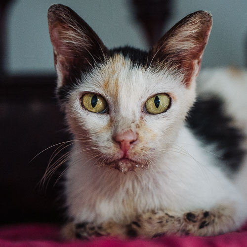 Rescue cat Pooh