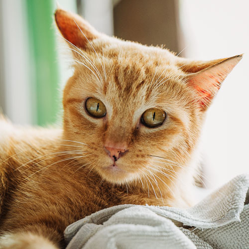 Rescue cat Fini