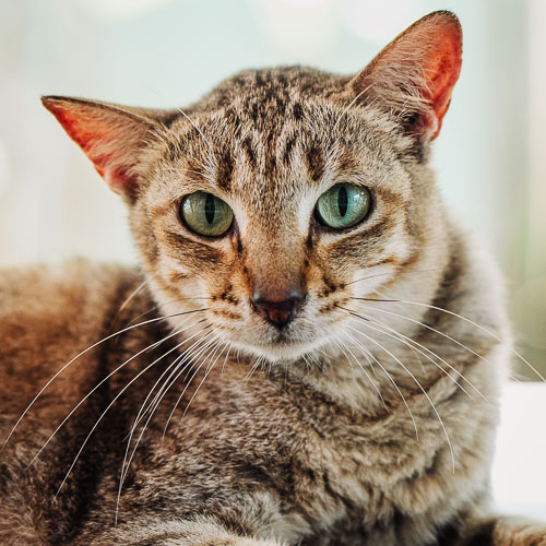 Rescue cat Flower