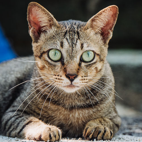 Rescue cat Bear