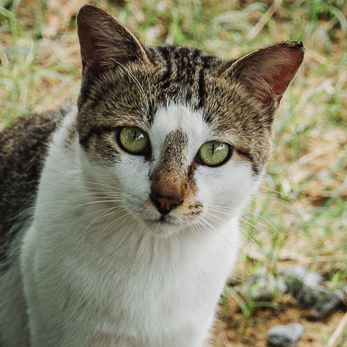 Rescue cat Big Head