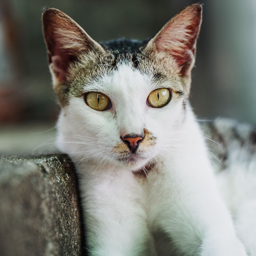 Rescue cat Me