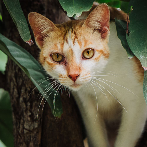 Rescue cat Vung