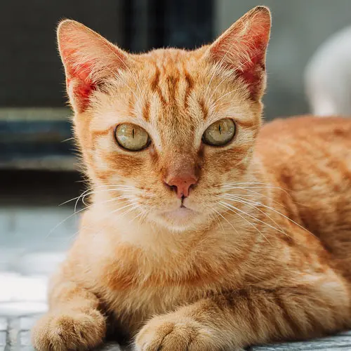 Rescue cat Little Fire Cub