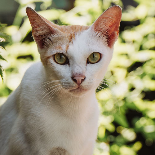 Rescue cat Mika