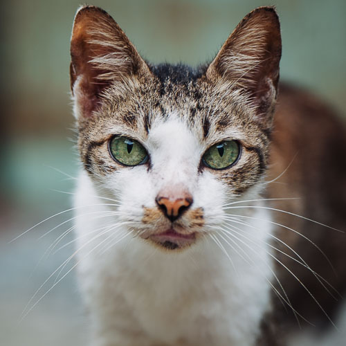 Rescue cat Rascal