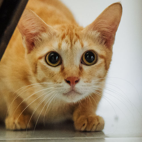 Rescue cat Haru