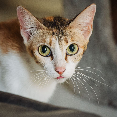 Rescue cat Zuki