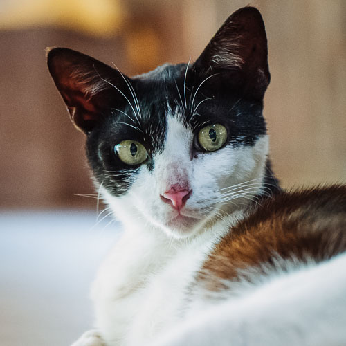 Rescue cat Triskie