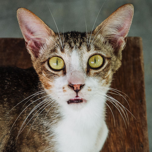 Rescue cat Miggy
