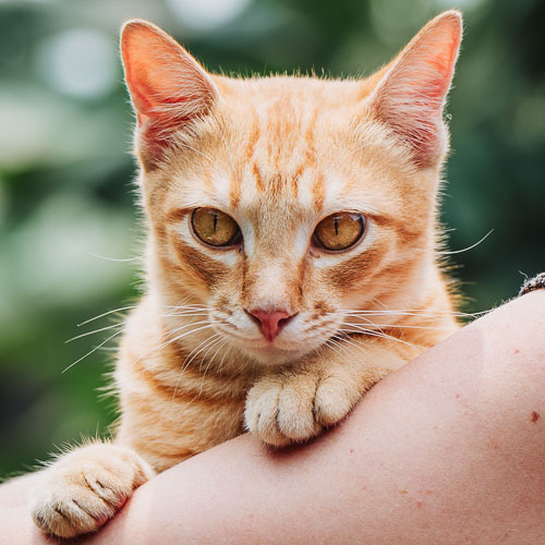 Rescue cat Addy