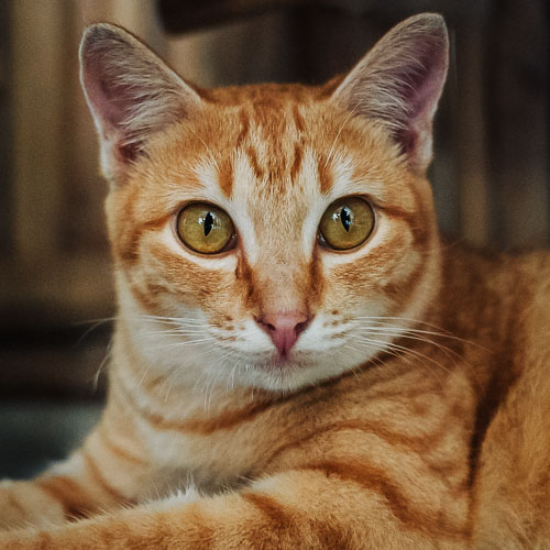 Rescue cat Bobby