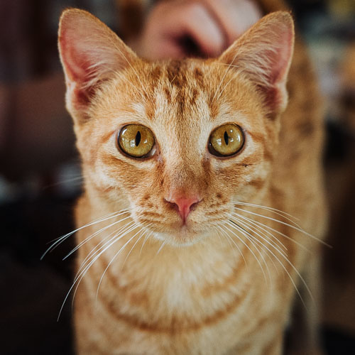 Rescue cat Copper