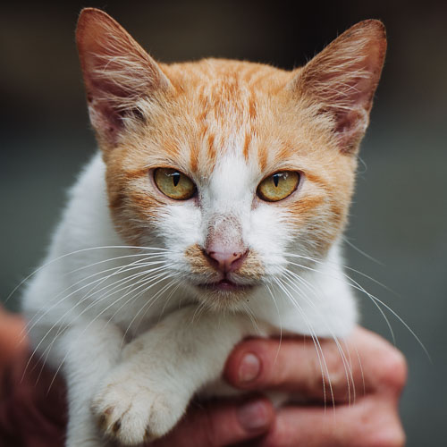 Rescue cat Trooper