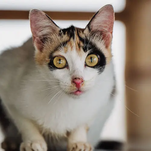 Rescued cat Shaky Bum