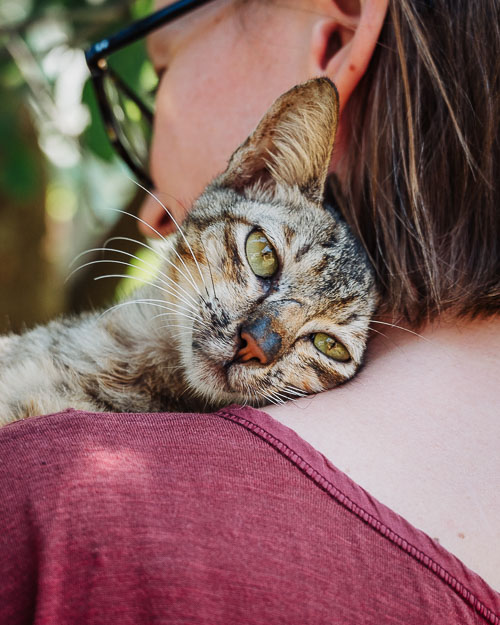 A cat snuggling with a human