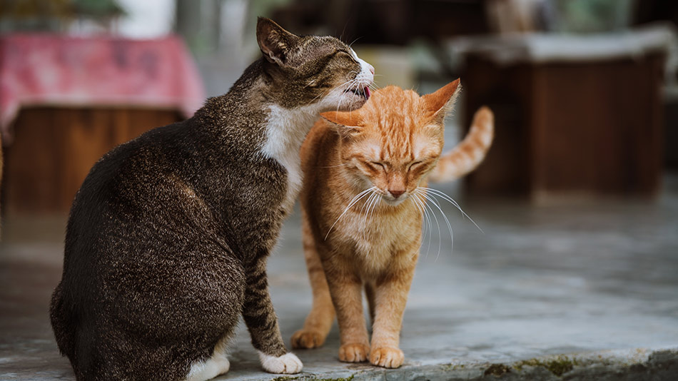 A tabby cat gently grooms a ginger cat while both stand on a ledge.
