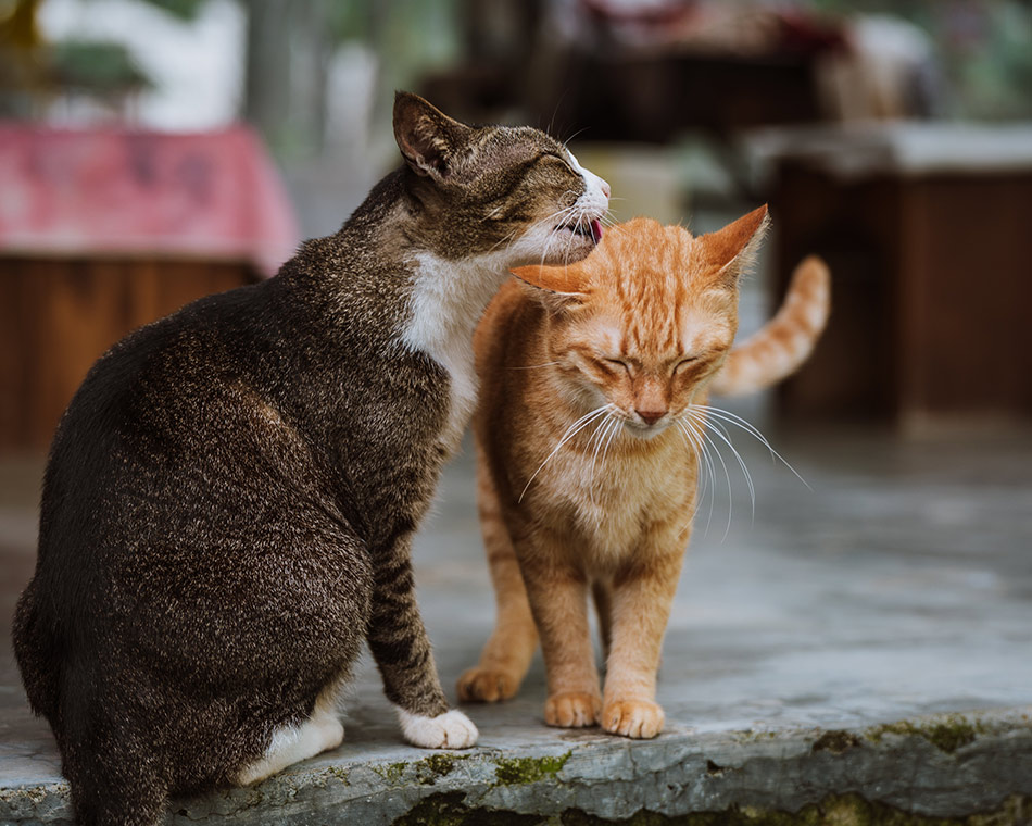 A tabby cat gently grooms a ginger cat while both stand on a ledge