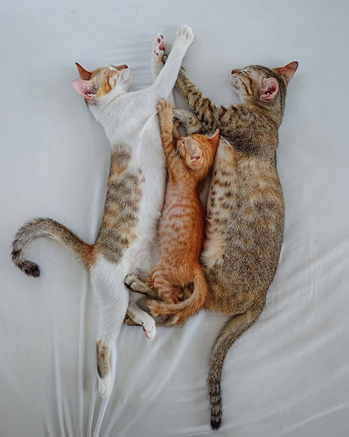 Three foster cats snuggling up together.