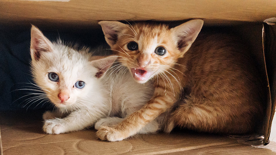 Two rescue kittens