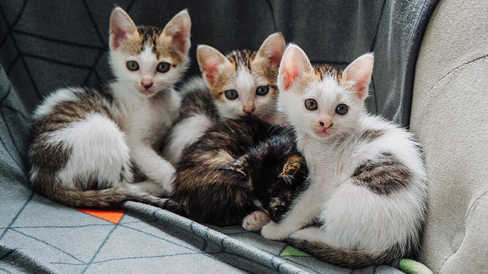 Four rescue kittens