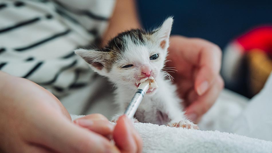 Feeding a rescue kitten