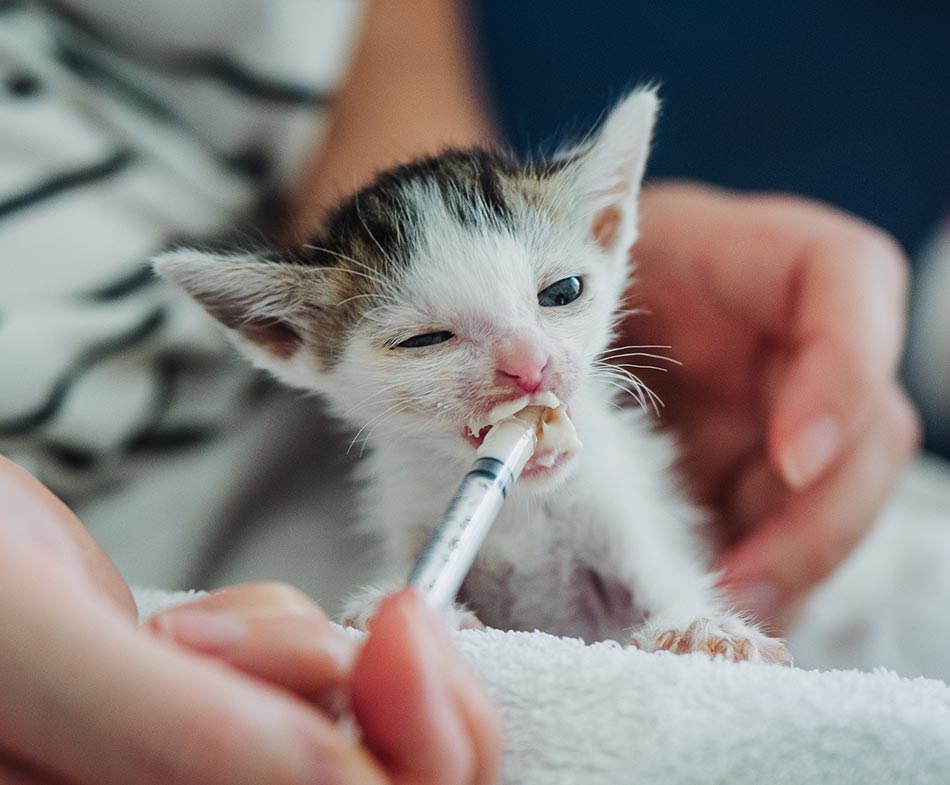 Feeding a rescue kitten