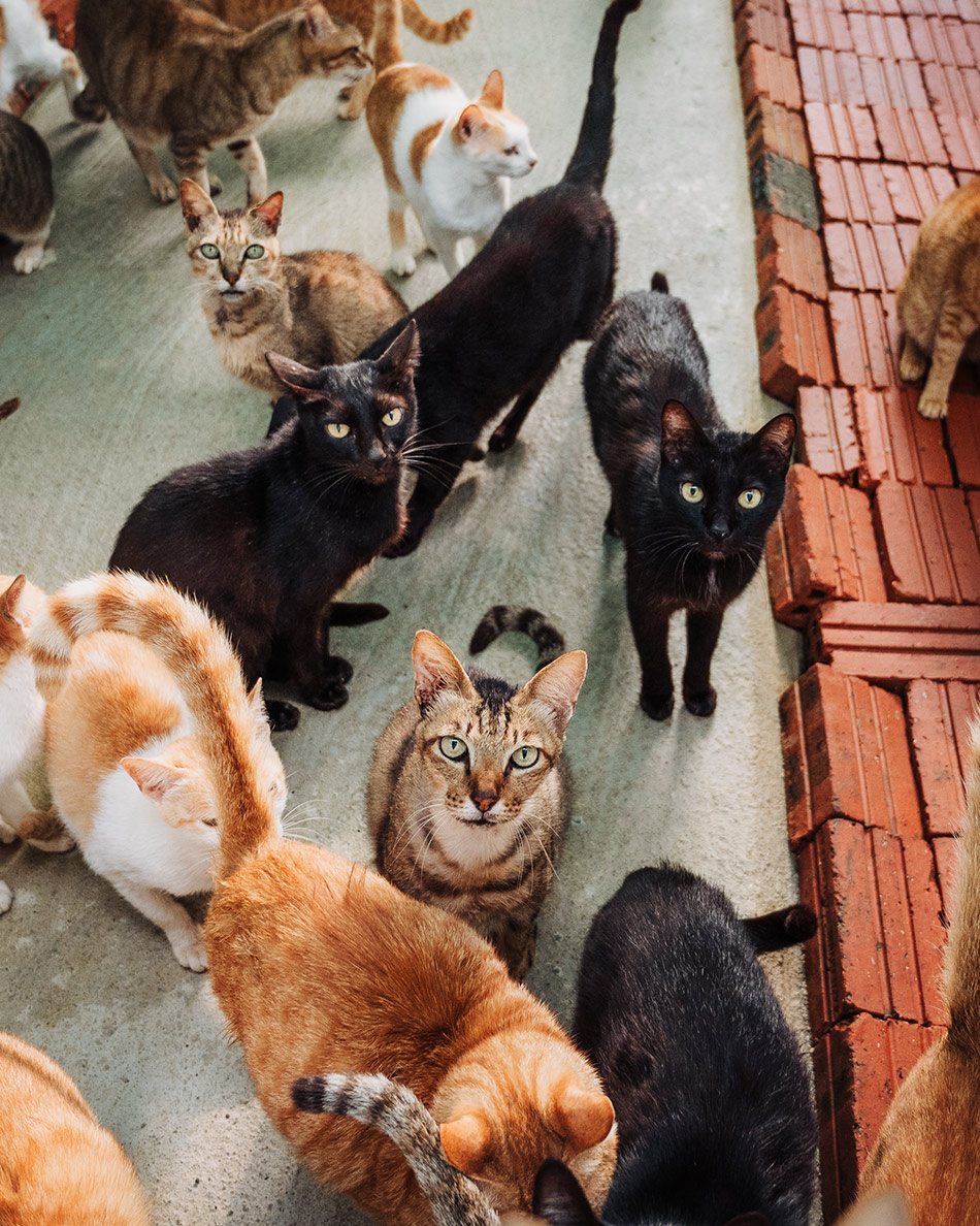 Cats looking curios