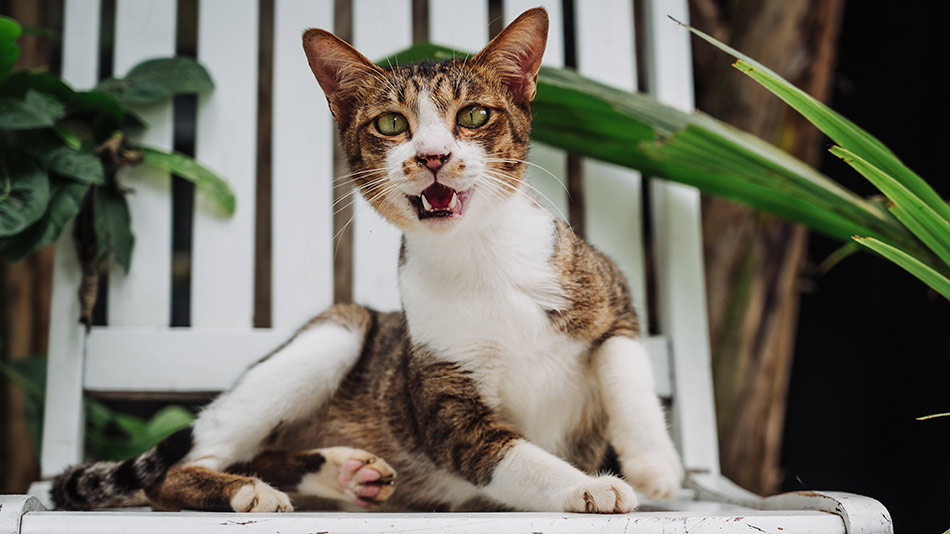 A rescue cat is sitting on a white chair, meowing toward the camera at the Vietnam Cat Welfare shelter