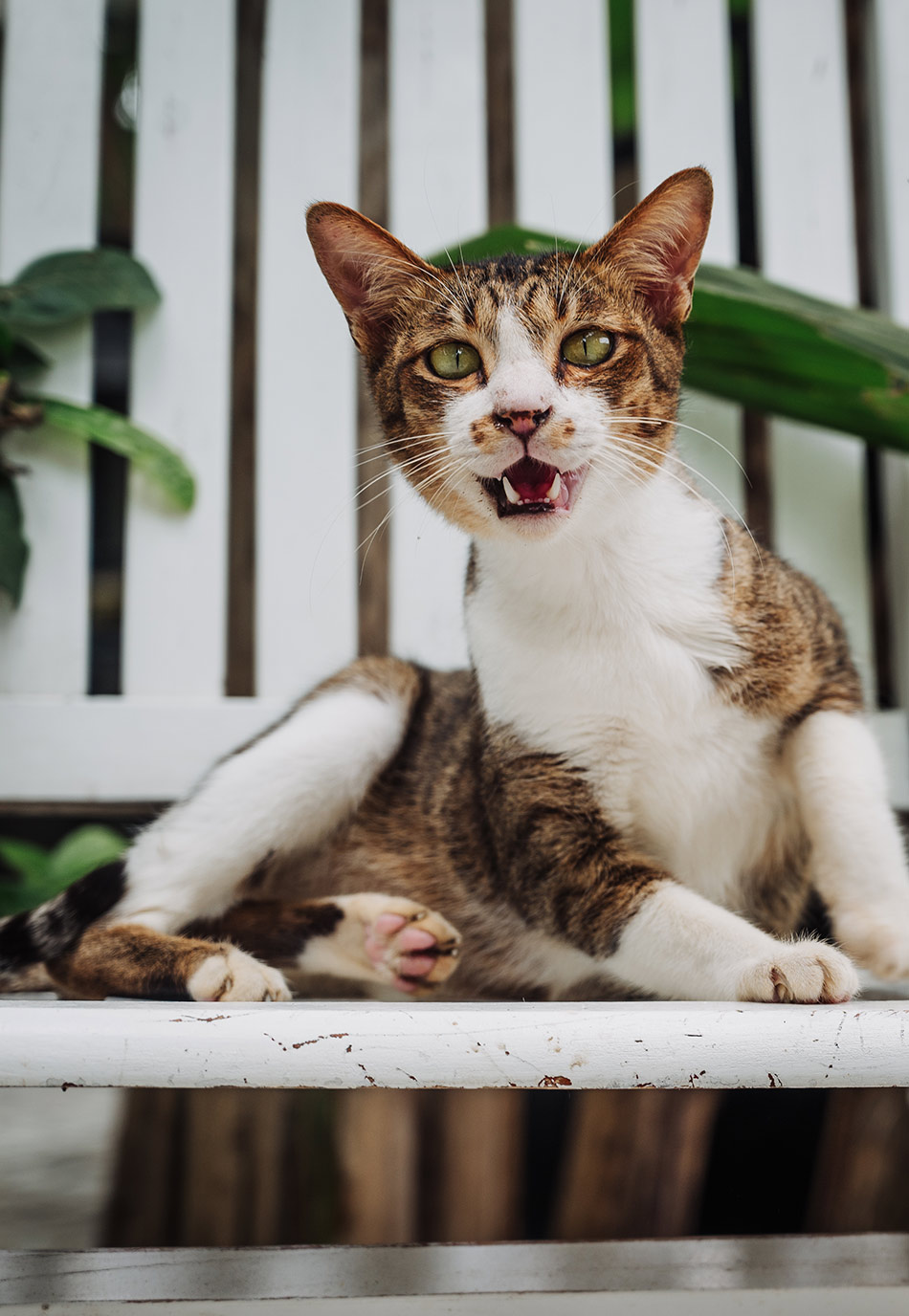 Rescue cat sitting on a white chair, meowing toward the camera at the Vietnam Cat Welfare shelter