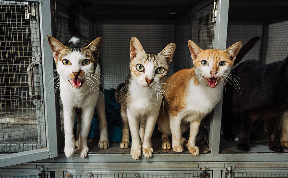Three rescue cats standing in a cage and waiting for food