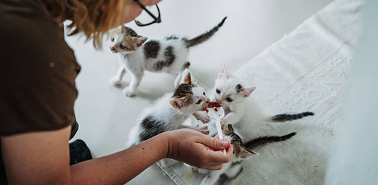 Volunteer feeding orphaned kittens