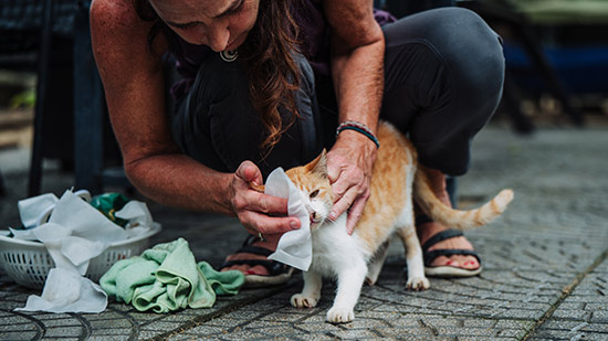 Volunteer gently cleaning the eyes of a ginger rescue cat with a tissue
