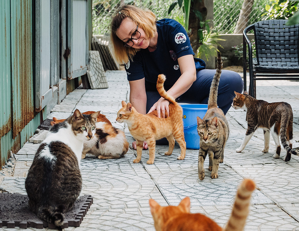 A caregiver at Vietnam Cat Welfare surrounded by rescued cats in a peaceful outdoor area