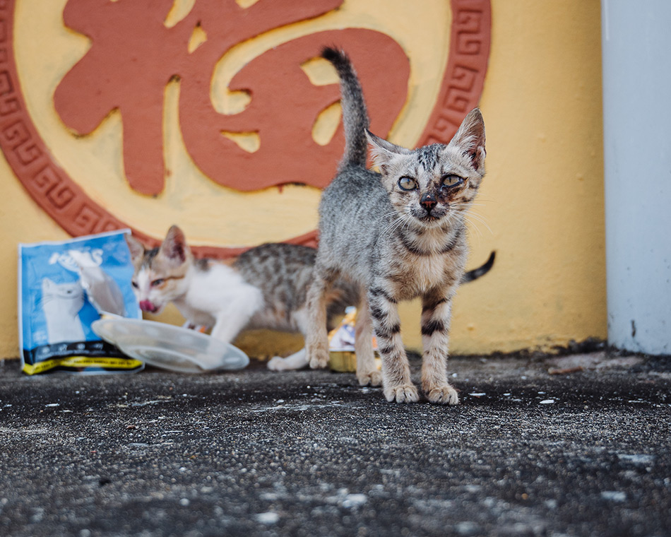Two sick street kittens being fed and cared for