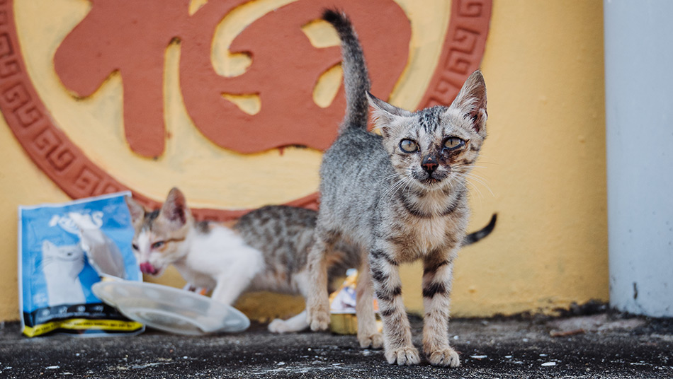 Two sick street kittens being fed and cared for