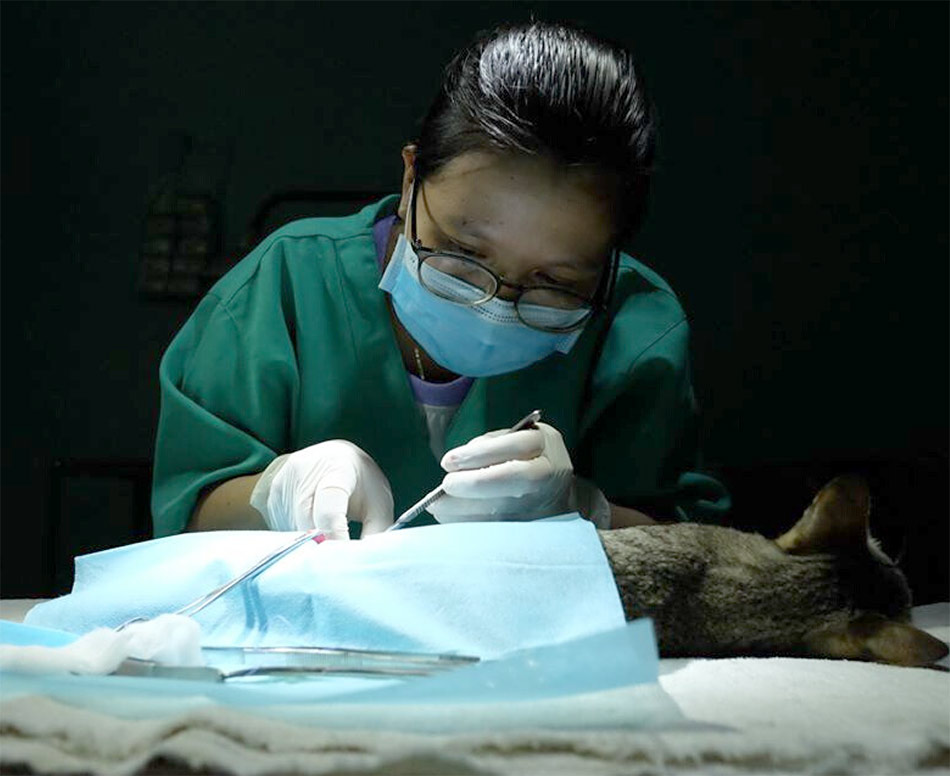 Vietnamese veterinarian performing a spay surgery on a cat as part of VCW's sterilization program