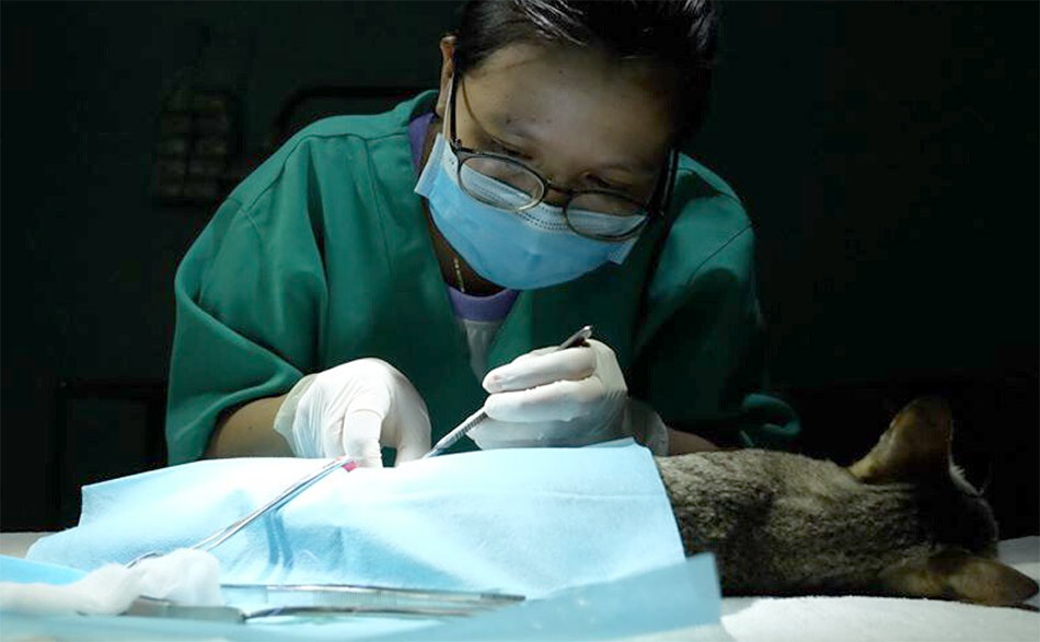 Vietnamese veterinarian performing a spay surgery on a cat as part of VCW's sterilization program