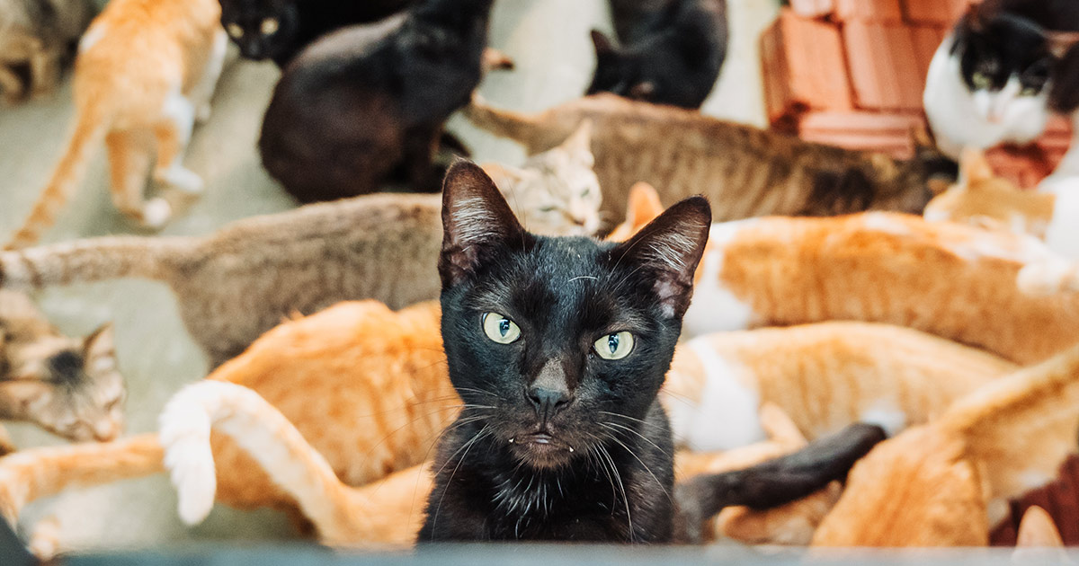 Vietnam Cat Welfare logo