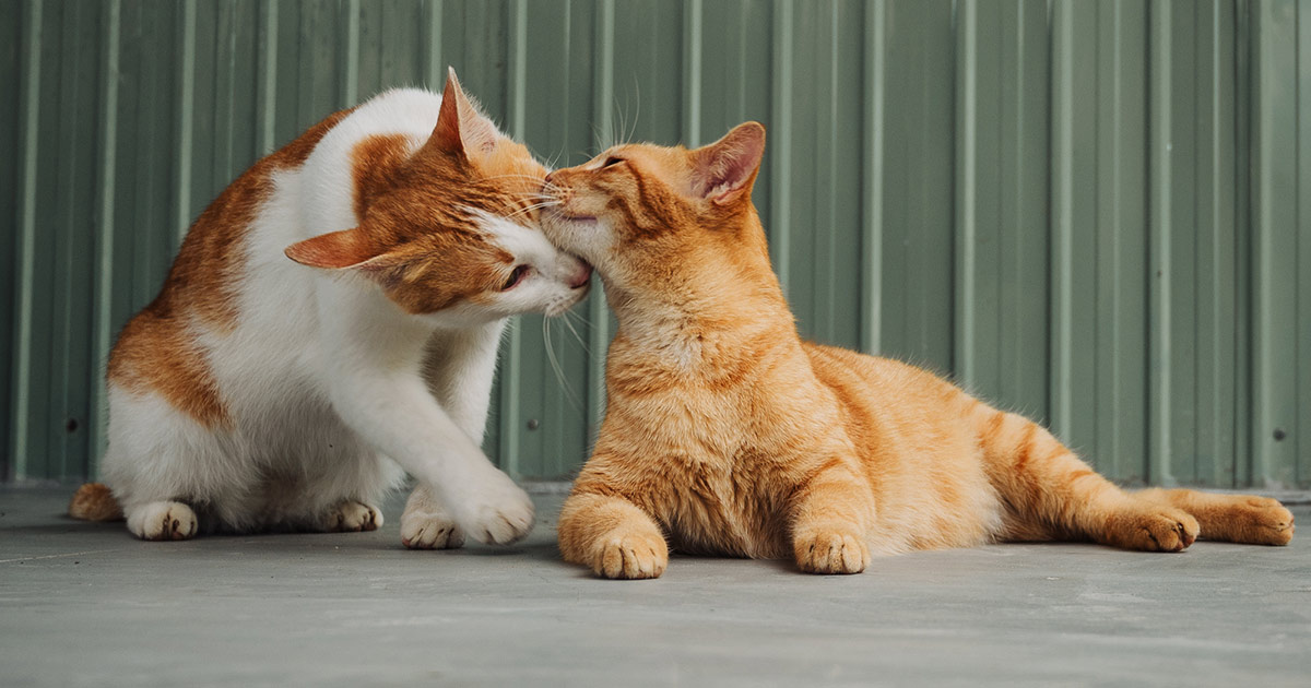 Support Vietnam Cat Welfare | Help Rescue Animals in Need